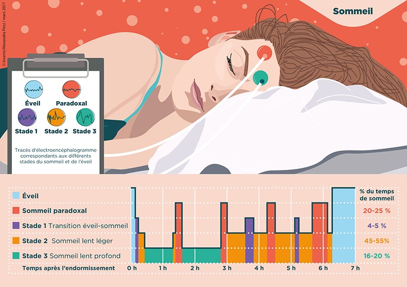 Les phases du sommeil