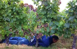 Planking : le Diaw des vignes