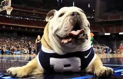 Animaux, mythologie, guerriers… Quels sont les surnoms d’équipes les plus utilisés en NCAA ?