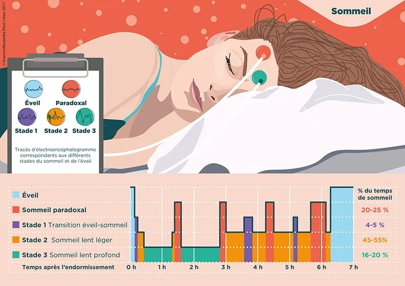 Les phases du sommeil