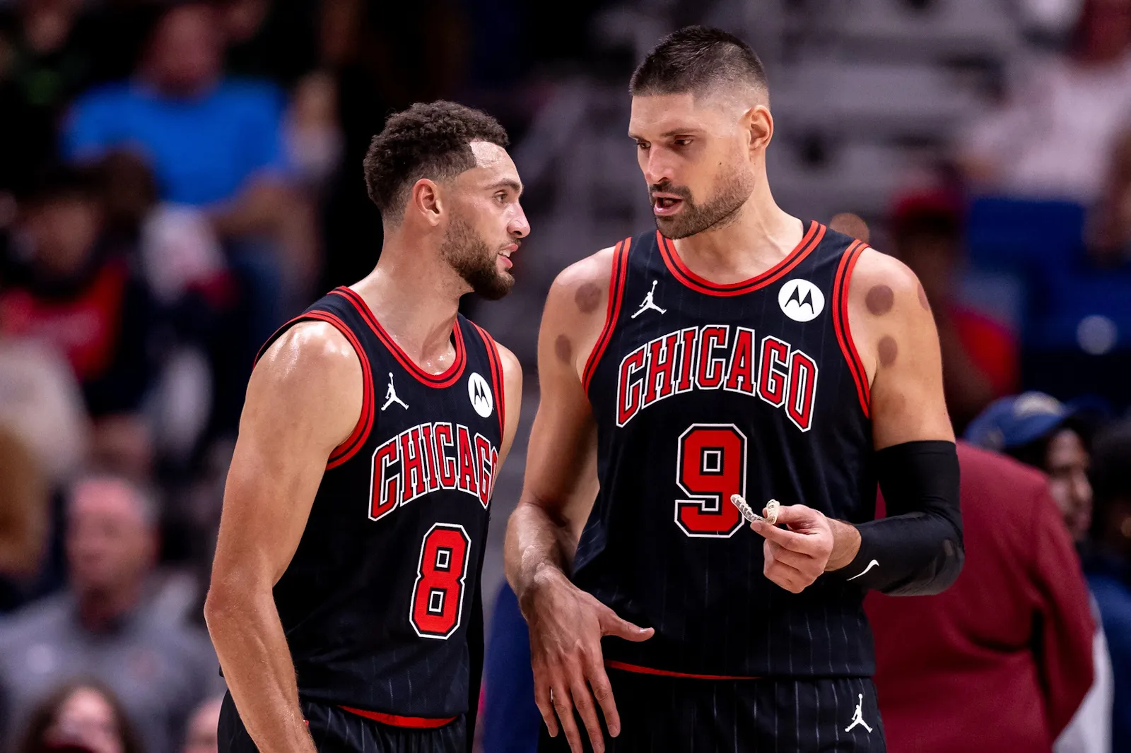 bulls