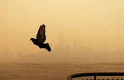 New York dans la fumée, la WNBA reporte une rencontre