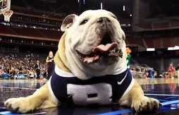 Animaux, mythologie, guerriers… Quels sont les surnoms d’équipes les plus utilisés en NCAA ?