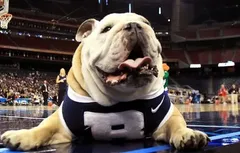 Animaux, mythologie, guerriers… Quels sont les surnoms d’équipes les plus utilisés en NCAA ?