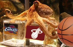 L’image du jour : le poulpe avait tout prévu…