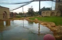 [Tradition en NCAA] Mike, le tigre de LSU