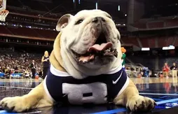 Animaux, mythologie, guerriers… Quels sont les surnoms d’équipes les plus utilisés en NCAA ?