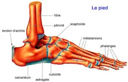 Draft 2014 : Joel Embiid absent toute la saison prochaine ?