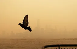 New York dans la fumée, la WNBA reporte une rencontre