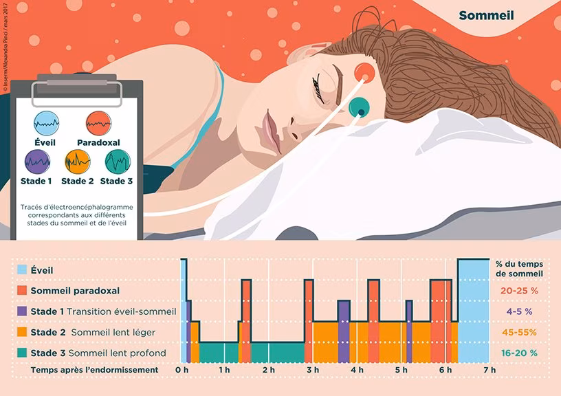 Les phases du sommeil