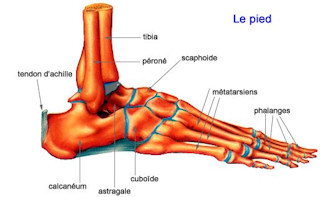 Scaphoide