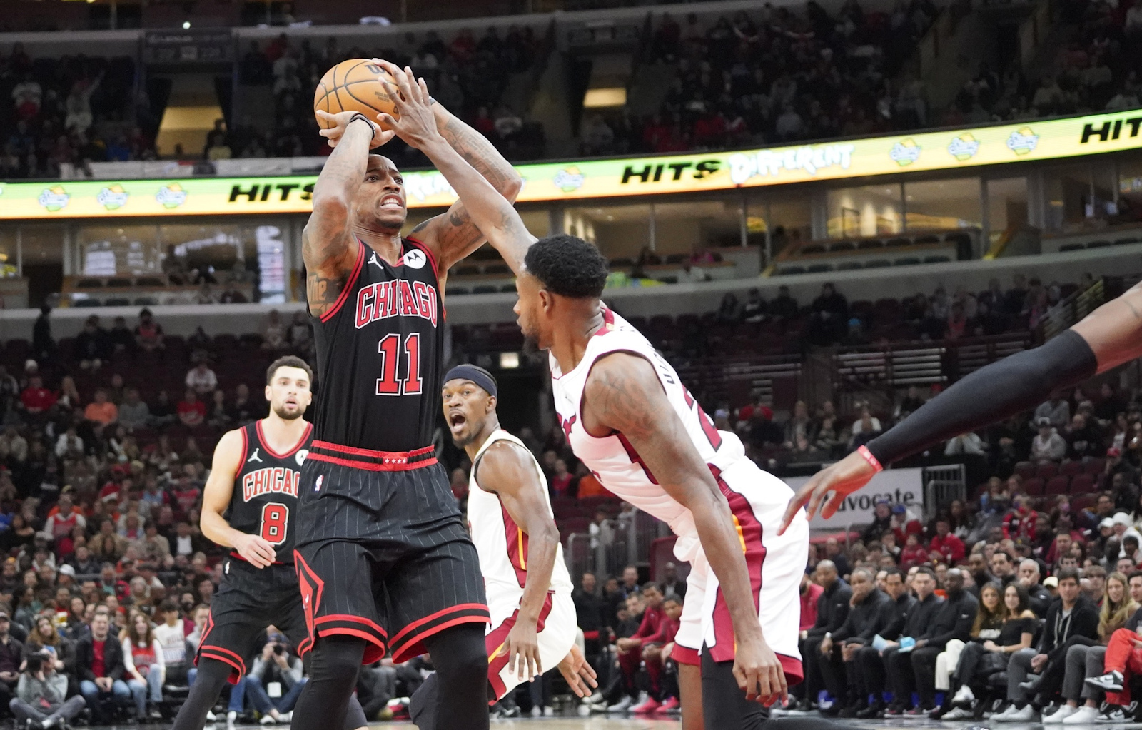 Bulls