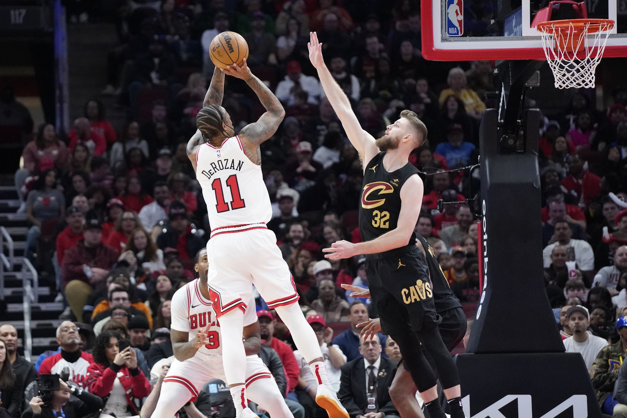 bulls