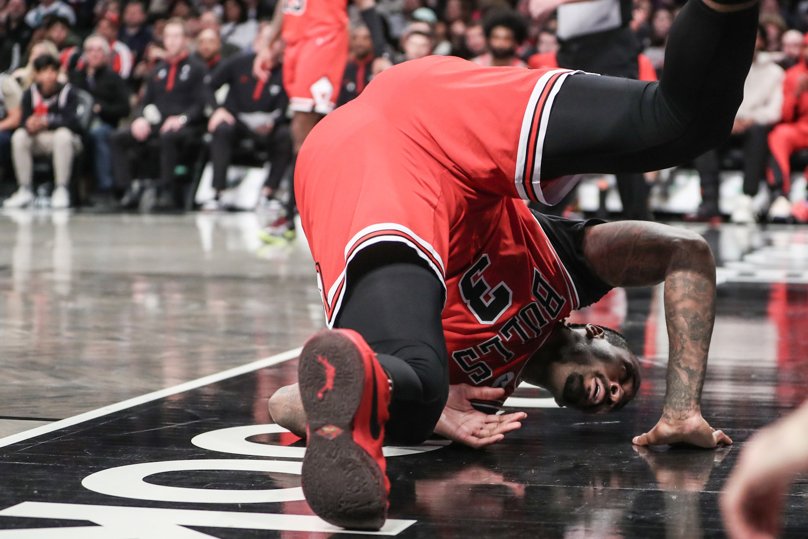 bulls